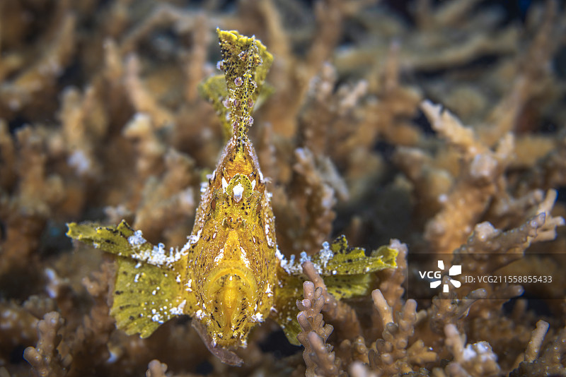 黄叶蝎鱼(Taenianotus triacanthus)静静地栖息在其枝状珊瑚上,等待小鱼靠得太近。鱼类对环境的伪装和明显的静止使其对猎物隐形。马约特岛图片素材