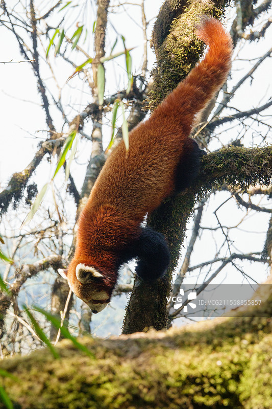 小熊猫（Ailurus fulgens），成年雄性在树上，尼泊尔辛加利拉国家公园图片素材