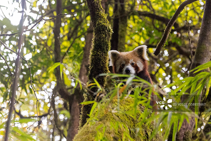 小熊猫（Ailurus fulgens），在树上，西纳利拉国家公园，尼泊尔图片素材
