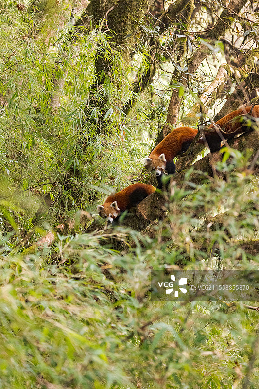 小熊猫（Ailurus fulgens），母亲与两只幼崽在树上，尼泊尔辛加利拉国家公园图片素材