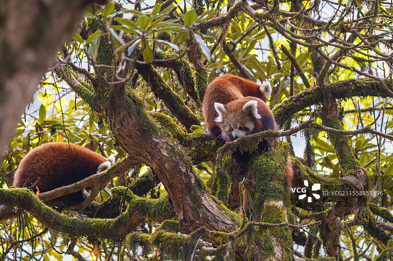 小熊猫（Ailurus fulgens），母亲与两只幼崽在树上，尼泊尔辛加利拉国家公园图片素材