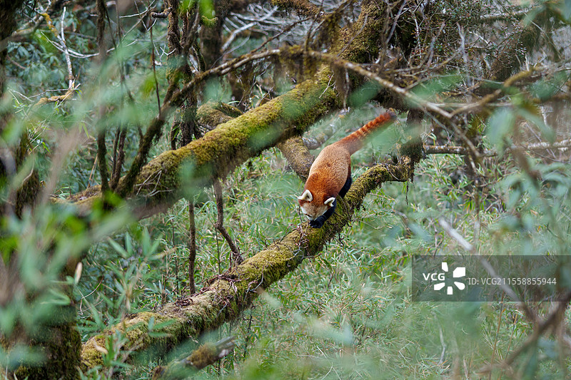小熊猫（Ailurus fulgens），成年雄性在树上，尼泊尔辛加利拉国家公园图片素材