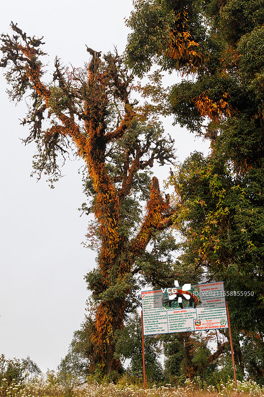 亚高山带的苔藓橡树林，红熊猫栖息地，说明牌，辛格利拉国家公园，喜马拉雅山脉，尼泊尔图片素材