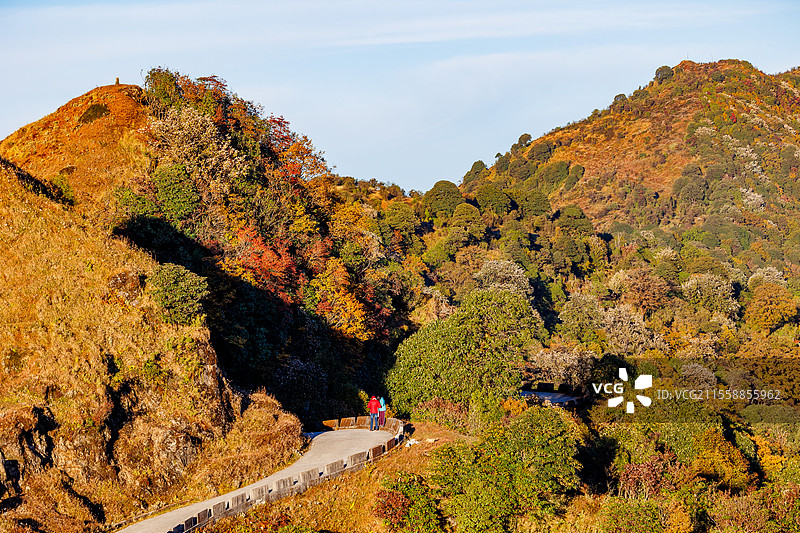 苔藓橡树、山灰树和杜鹃花森林，位于亚高山带，是红熊猫的栖息地，辛格利拉国家公园，喜马拉雅山脉，尼泊尔图片素材