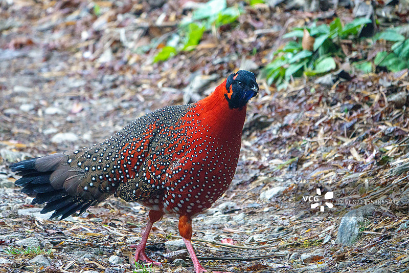 红角雉（Tragopan satyra），也称为猩红角雉，出现在尼泊尔喜马拉雅山的辛加利拉国家公园一条铺砌的山路上。图片素材