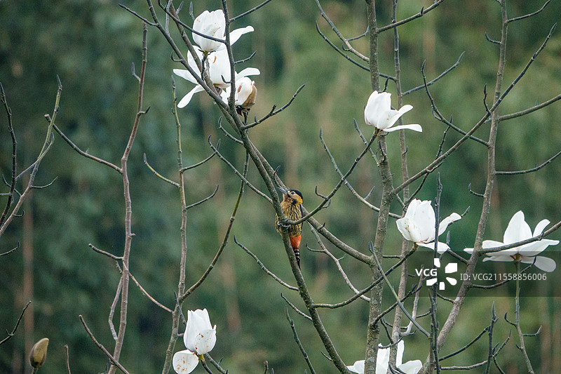 达尔杰林啄木鸟（Dendrocopos darjellensis），栖息在木兰树上，辛格利拉国家公园，喜马拉雅山脉，尼泊尔图片素材