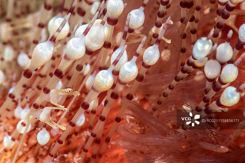 火海胆（Asthenosoma sp）。其刺和毒腺的细节。它的毒液非常强大，产生极其疼痛的刺伤，尽管不致命。拉斯穆罕默德国家公园（沙姆沙伊赫 - 拉斯穆罕默德）和提兰海峡。西奈半岛。红海，埃及。图片素材