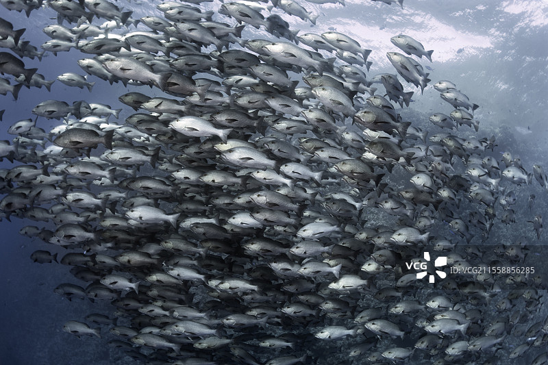 红色礁石鲷鱼群（Lutjanus bohar）。礁鱼。拉斯穆罕默德国家公园（沙姆沙伊赫 - 拉斯穆罕默德）。西奈半岛。红海，埃及。图片素材