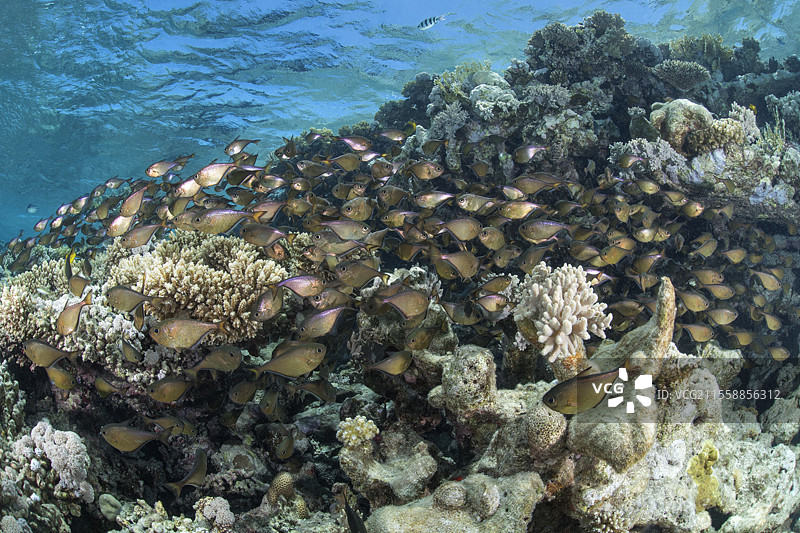 斧头鱼（Pempheris vanicolensis）。它们通常成群结队，栖息在珊瑚、洞穴甚至沉船内部。礁鱼。位于拉斯穆罕默德国家公园（沙姆沙伊赫 - 拉斯穆罕默德）和提兰海峡。西奈半岛。红海，埃及。图片素材