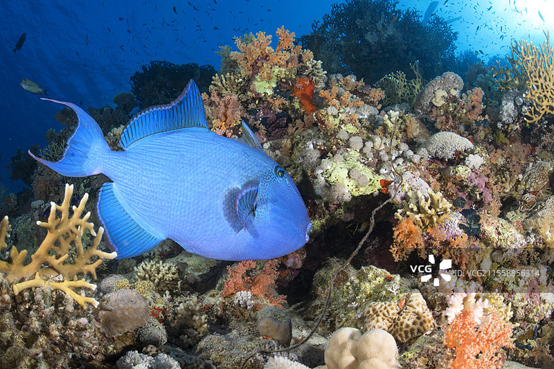 蓝色扳机鱼，波纹扳机鱼（Pseudobalistes fuscus）。珊瑚礁鱼。拉斯穆罕默德国家公园（沙姆沙伊赫 - 拉斯穆罕默德）和提兰海峡。西奈半岛。红海，埃及。图片素材