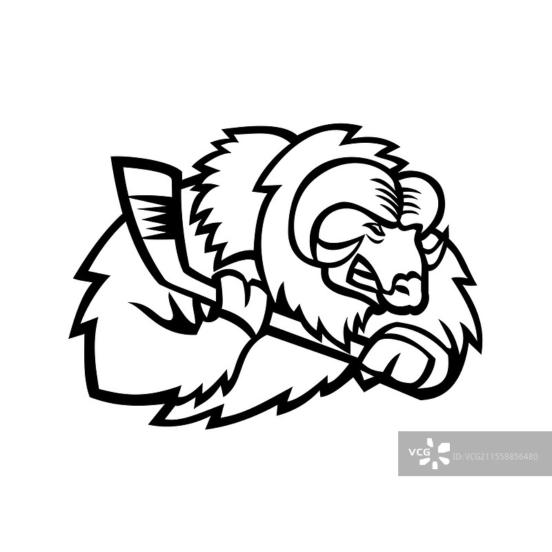 麝牛吉祥物图标插图，侧面视角，展示了麝牛（北极有蹄类哺乳动物，属于牛科）头部，手持冰球棍，背景为孤立的复古风格。麝牛冰球运动员吉祥物黑。图片素材