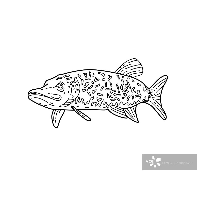 北方梭鱼的单线风格插图，学名为Esox lucius，也被称为梭鱼、大湖梭鱼、草梭鱼、鼻涕火箭或杰克鱼，采用黑白色调。北方梭鱼单线黑白插图。图片素材