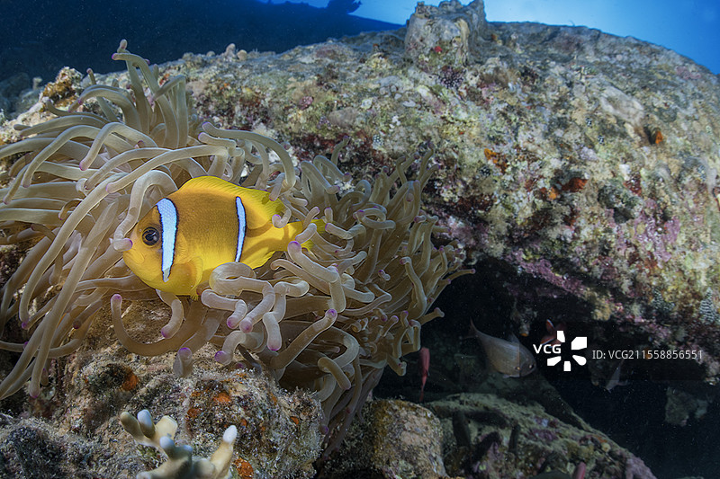 海葵和双带海葵鱼（Amphiprion bicinctus）。沉船，沉没的船只。SS THISTLEGORM被认为是世界上最壮观的沉船之一，以其迷人的美景而闻名。它悬挂着英国国旗，在前往苏伊士运河的途中被德国轰炸机袭击并沉没（1941年10月）。它的货物无疑是我们在海洋表面下可以找到的最奇特的之一：摩托车、吉普车、军用服装、子弹、飞机机翼、机枪以及几辆机车和卡车。西奈半岛。红海，埃及。图片素材