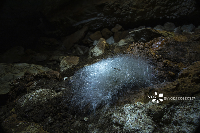 斯洛文尼亚布科夫耶的狐狸粪便上的真菌和死去的双翅目昆虫图片素材