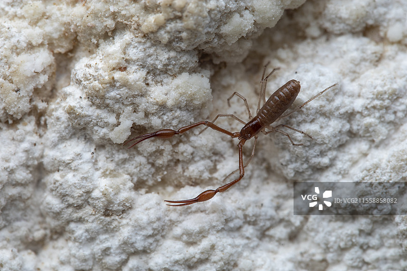 伪蝎（Neobisium sp）原位，波斯尼亚，戈克图片素材