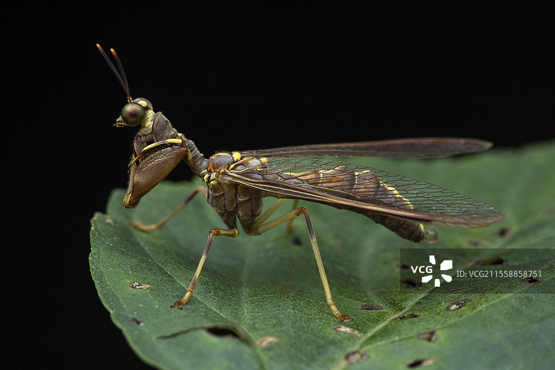螳螂蝇（Tuberonotha 属），马来西亚弗雷泽山图片素材