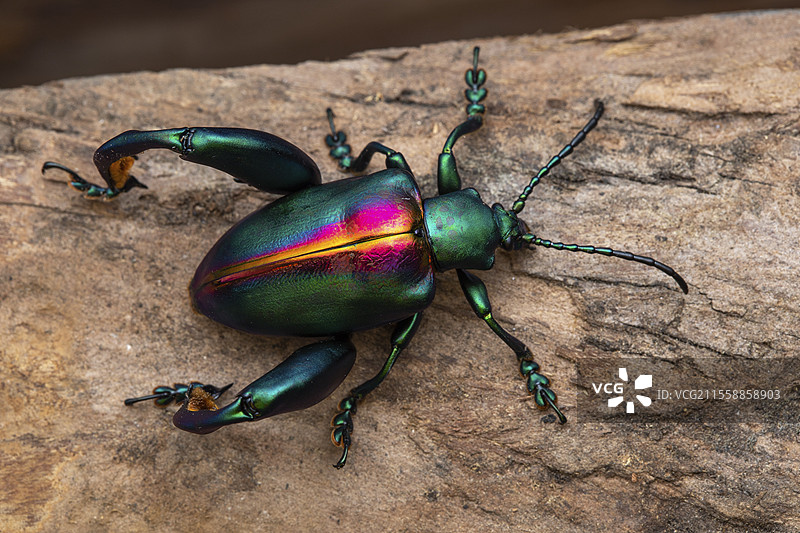 马来西亚霹雳州的金刚甲虫（Sagra buqueti）图片素材