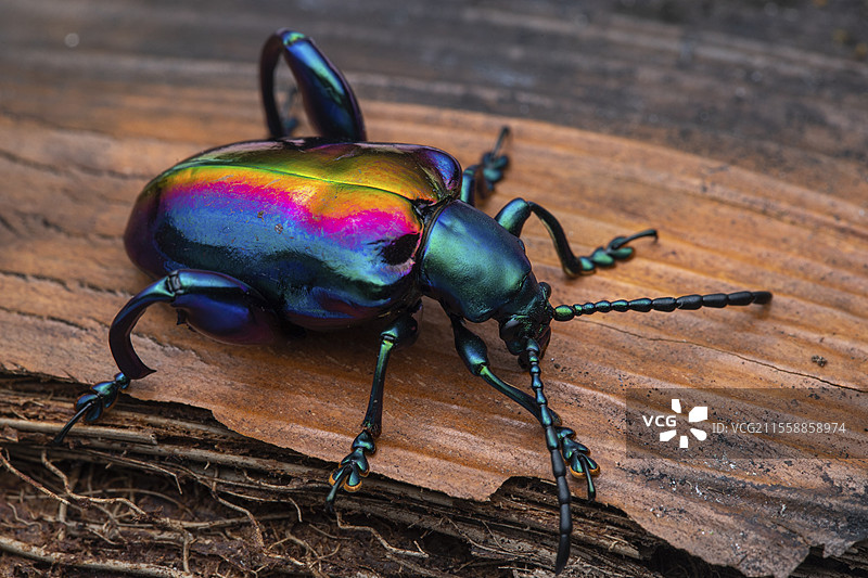 马来西亚霹雳州的金刚甲虫（Sagra-buqueti）图片素材