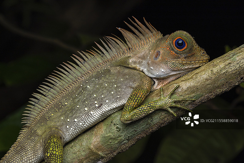 蓝眼角头蜥蜴（Gonocephalus liogaster）雄性在自然环境中，位于马来西亚婆罗洲的山都邦图片素材