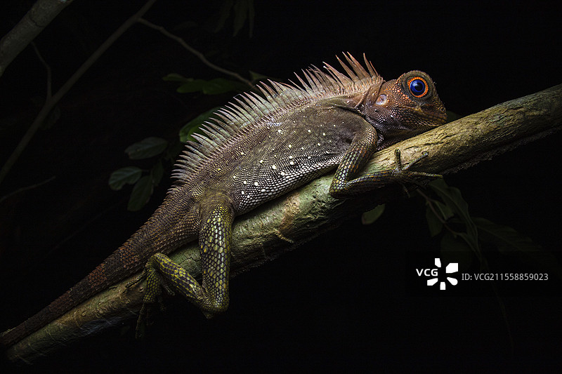 蓝眼角头蜥蜴（Gonocephalus liogaster雄性，生境，马来西亚婆罗洲圣图邦）图片素材