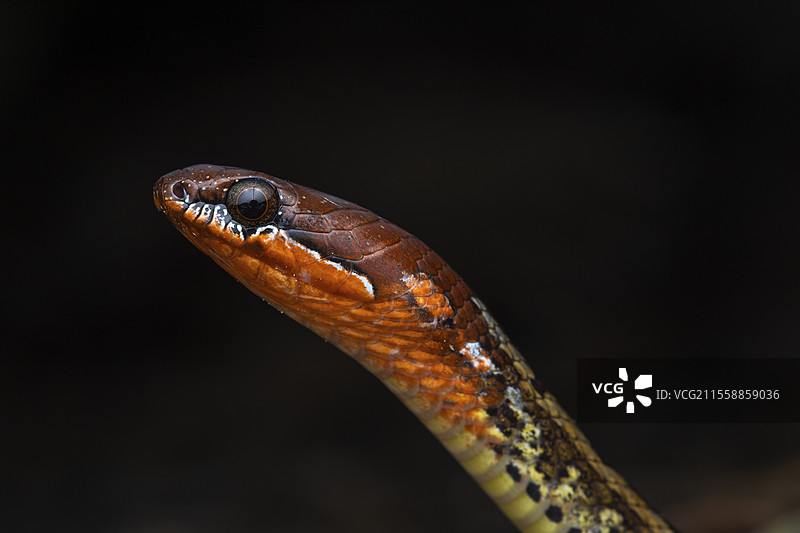 黑头领蛇（Sibynophis melanocephalus），库巴国家公园，沙捞越，婆罗洲，马来西亚图片素材