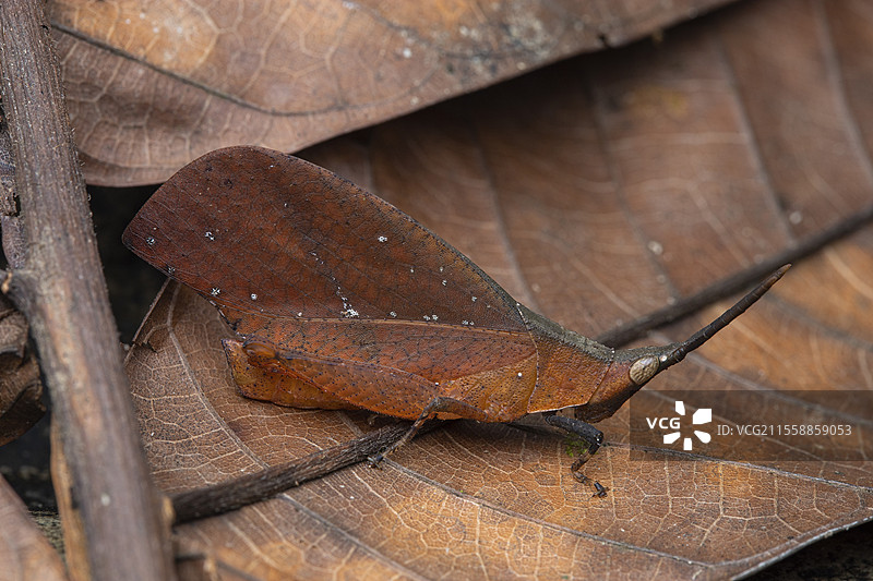 模仿森林的蚱蜢(Systella borneensis),古巴国家公园,沙捞越,婆罗洲,马来西亚图片素材