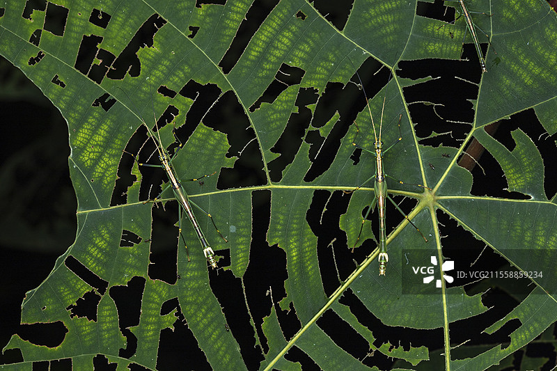 原位的棍虫（Parorthomeria alexis），位于马来西亚婆罗洲沙捞越的库巴国家公园图片素材