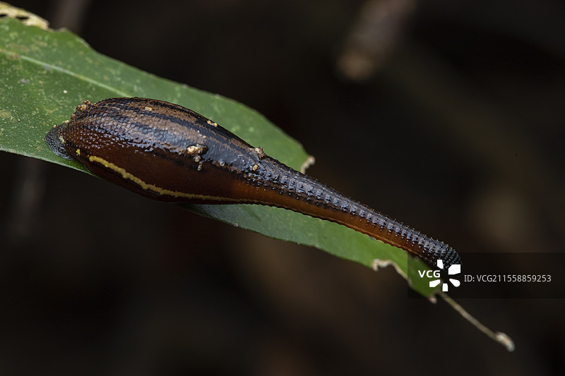 虎水蛭(Haemadipsa picta)在原位,古巴国家公园,沙捞越,婆罗洲,马来西亚图片素材