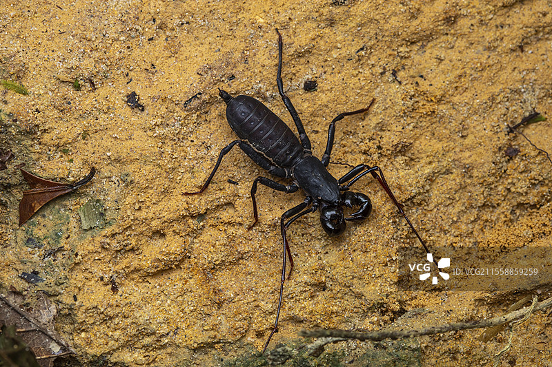 鞭蝎(Thelyphonus sp)在其栖息地,古巴国家公园,沙捞越,婆罗洲,马来西亚图片素材