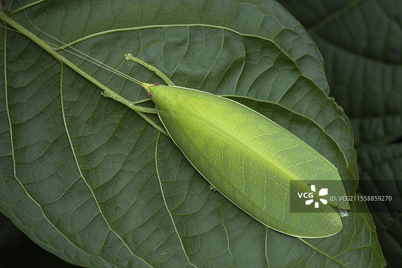叶蝉(Morsimus quadratus)在原生环境中,位于马来西亚婆罗洲沙捞越的库巴国家公园图片素材