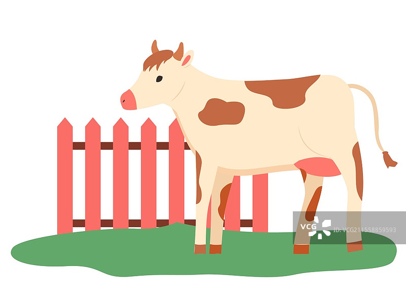 在农场行走的牛，侧面视图的斑点牛站在围栏附近，乡村动物的牧场，带角的哺乳动物在草地上行走，乳制品矢量图。牧场牛，户外行走的牛，农场矢量图。图片素材