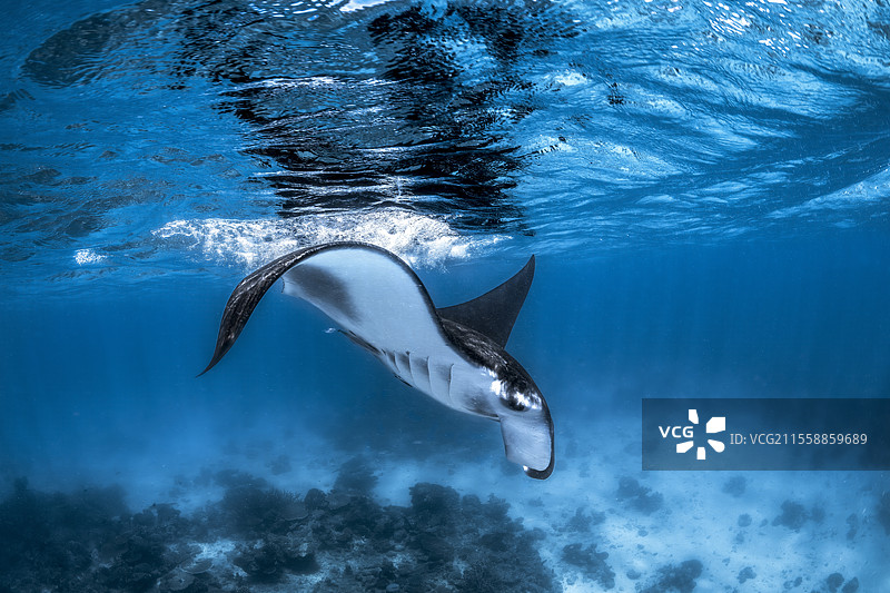 长尾魔鬼鱼（Mobula alfredi）在马约特泻湖的朗戈尼礁中游泳图片素材