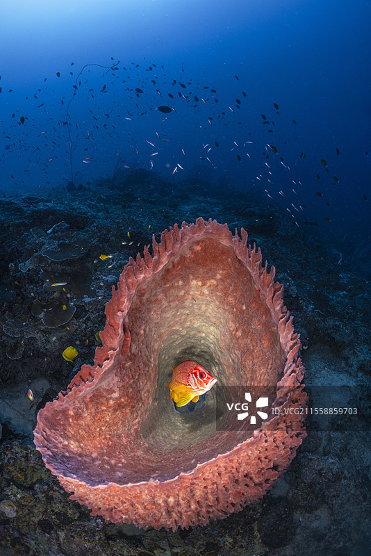 剑刺鱼（Sargocentron spiniferum）在50米深的S形通道口的大型桶状海绵（Xestospongia testudinaria）中找到了庇护。马约特岛图片素材
