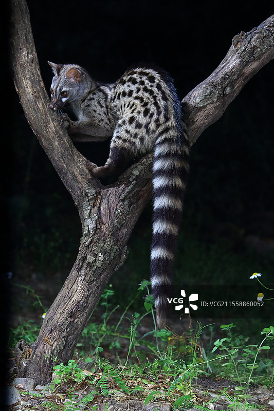 西班牙的小斑点基奈特（Genetta genetta）在树枝上图片素材