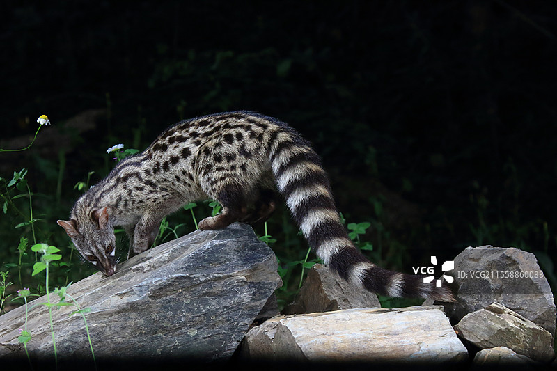 西班牙岩石上的小斑点基因猫（Genetta genetta）图片素材