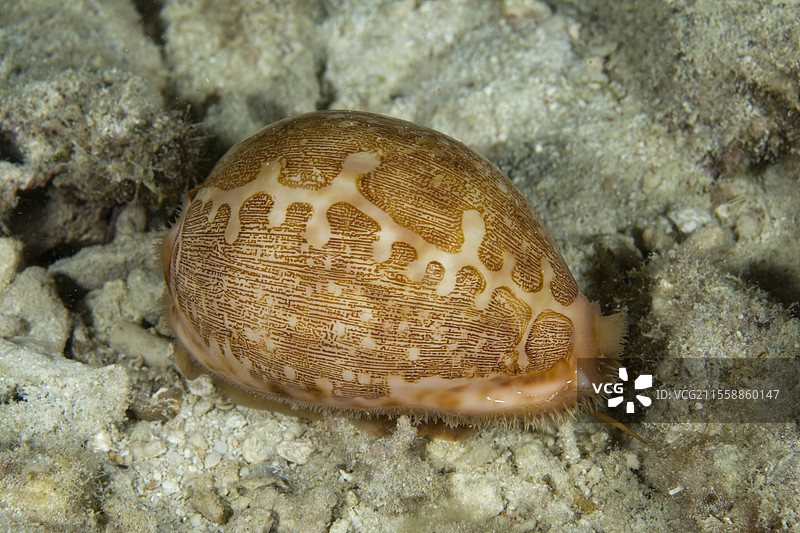 海螺，Cypraea mappa，灯塔礁，马拉帕斯夸岛，中央维萨亚斯，菲律宾，太平洋图片素材