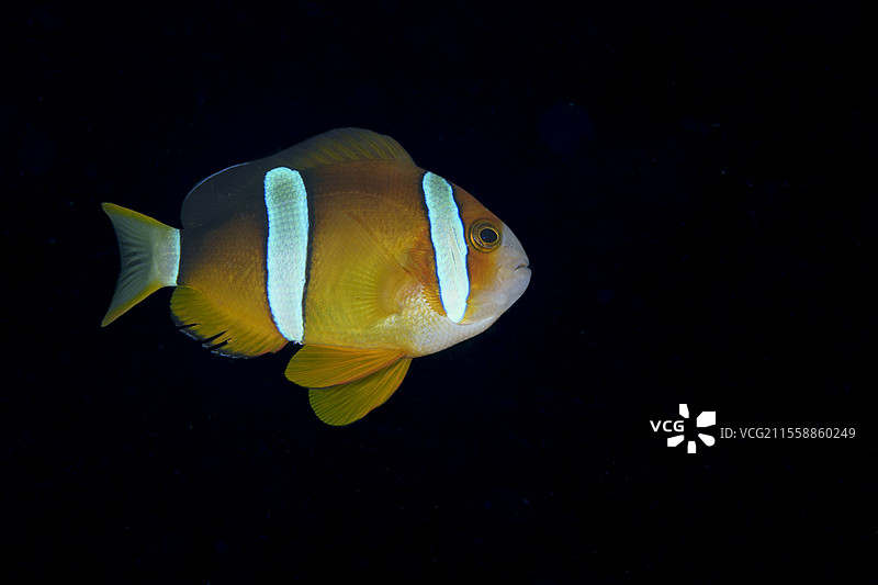 克拉克小丑鱼（Amphiprion clarkii），菲律宾宿雾省马拉帕斯夸岛图片素材
