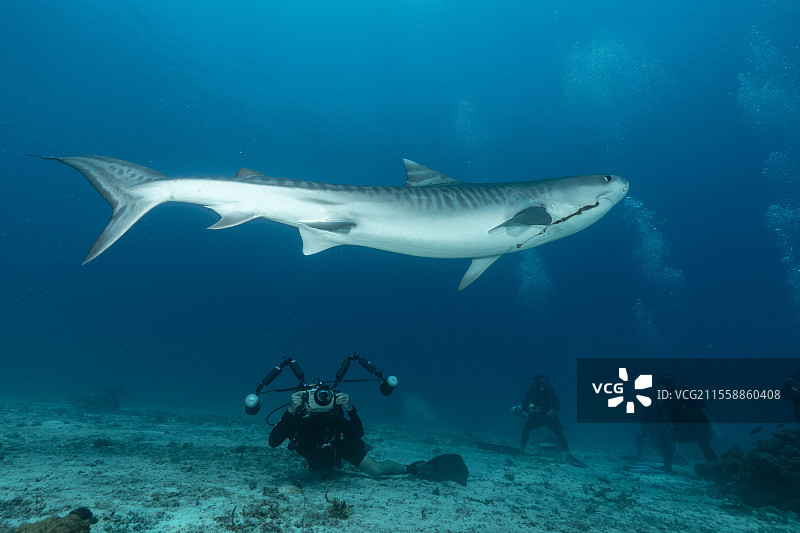 潜水员在菲律宾马拉帕斯夸岛的莫纳德浅滩观察并拍摄嘴里含有旧钓钩的虎鲨（Galeocerdo cuvier）。图片素材