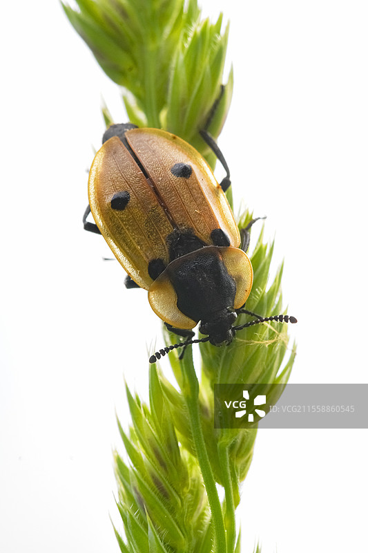 光线透过草丛中的腐尸甲虫（四斑树甲，Dendroxena quadrimaculata），法国奥弗涅图片素材