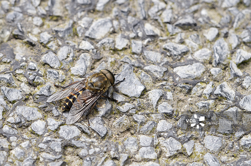 公牛蝇（Tabanus bovinus）雄性在法国奥弗涅的一条省道上图片素材