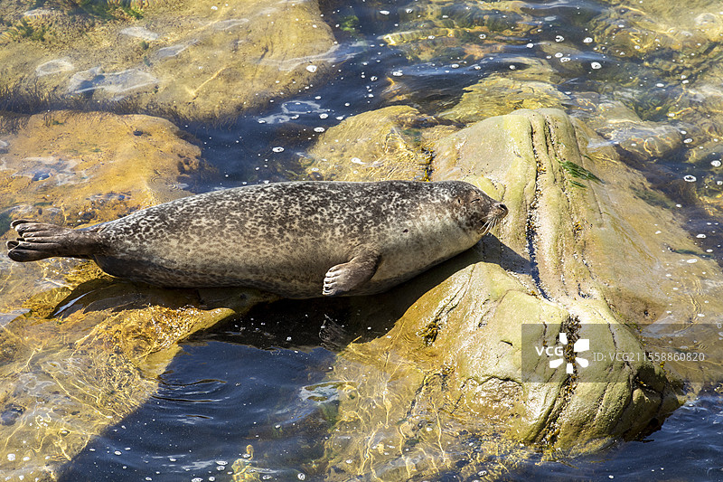 海港海豹（Phoca vitulina vitulina）在水边的岩石上休息，位于加拿大魁北克省的福里永国家公园。图片素材
