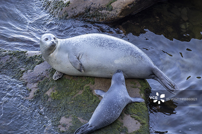 海豹（Phoca vitulina vitulina）母海豹在水边的岩石上哺乳幼崽，位于加拿大魁北克省的福里永国家公园。图片素材