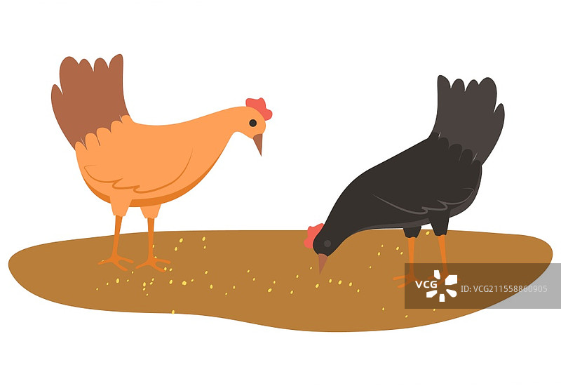 母鸡特写矢量图，鸡在地面上吃小麦，家禽肉类的饲养。孤立的羽毛鸟类扁平风格。母鸡在地面上吃食，鸡与小麦。图片素材