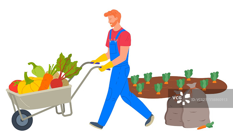 收获季节矢量图，男子从胡萝卜种植园运输产品。手推车里装有袋子、南瓜、甜菜和西红柿。穿着工作服的农民。农民推着装满蔬菜的手推车矢量图。图片素材
