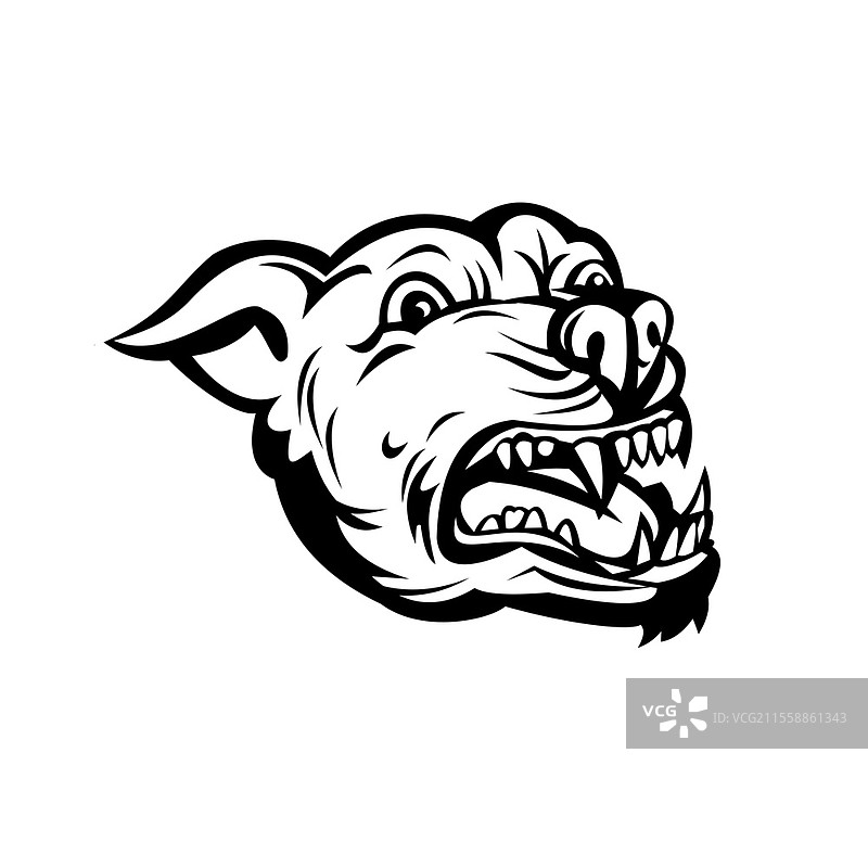 复古风格插图，描绘了一只愤怒的斗牛犬在孤立背景下吠叫，采用黑白色调。图片素材