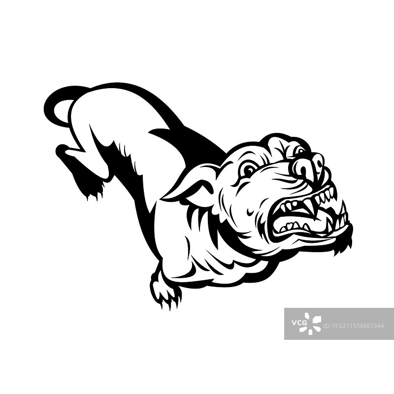 复古风格插图，描绘了一只愤怒的斗牛犬在孤立背景下吠叫，采用黑白色调。愤怒的斗牛犬吠叫复古黑白图像。图片素材