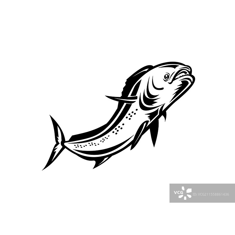 复古风格插图，描绘了一条马鲹（Coryphaena hippurus），一种表层栖息的辐鳍鱼，跃起的黑白图像，背景为单色。马鲹或普通海豚鱼跃起复古黑白图像。图片素材