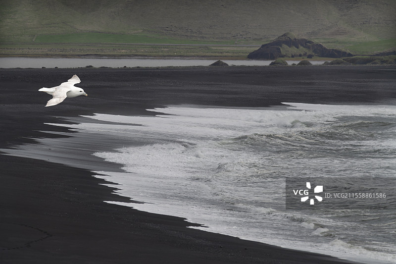 北极信天翁（Fulmarus glacialis）在冰岛迪尔霍莱黑沙滩上飞翔图片素材