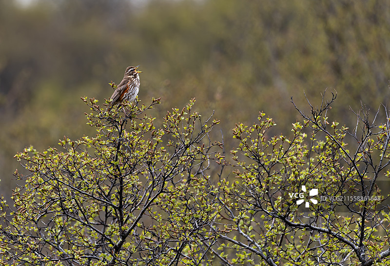 红翅鸲（Turdus iliacus）雄鸟在冰岛的榆树顶上鸣唱图片素材