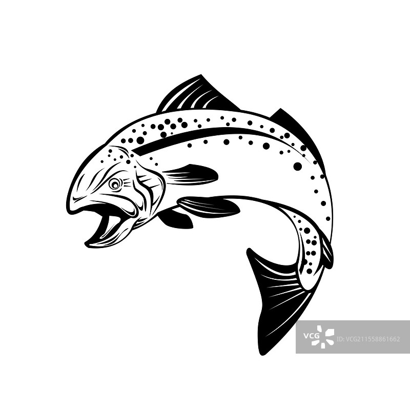 复古风格插图，描绘了斑点鳟鱼、斑点海鳟或Cynoscion nebulosus，这是一种常见的河口鱼类，在孤立的黑白背景上跳跃。图片素材